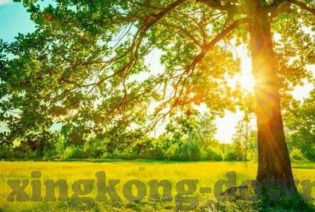 凯恩斯与悉尼足球比分-凯恩斯VS悉尼，足球比分背后的城市荣耀与战术博弈