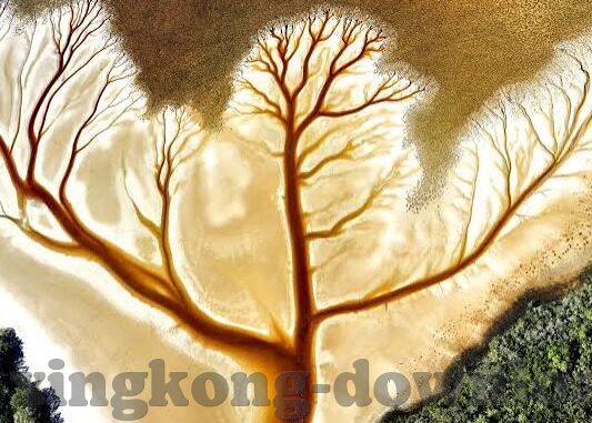 权威足球即时比分-深度解析，权威足球即时比分背后的数据江湖与球迷狂欢
