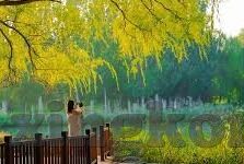 足球比分报分-足球比分报分，赛场风云的实时传递者